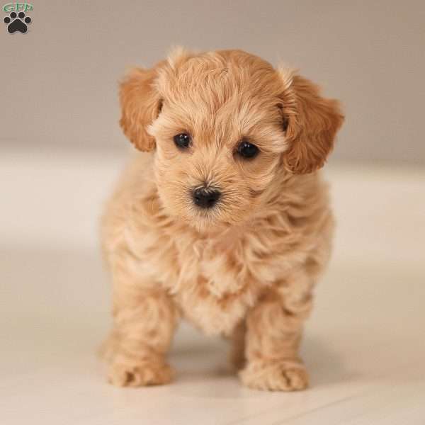 Aria, Maltipoo Puppy